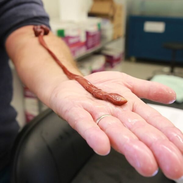 This Worm Quietly Lived In A Lab For&hellip;