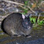 Meet The Amami Rabbit, A Goth Bunny That’s Also A Living Fossil