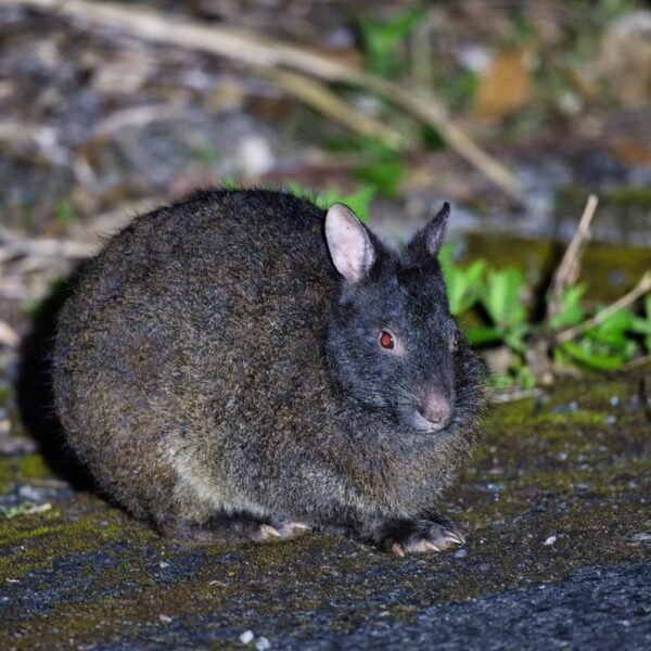 Meet The Amami Rabbit, A Goth Bunny That’s&hellip;