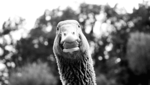 Born With No Feet, Andy The Goose Got&hellip;