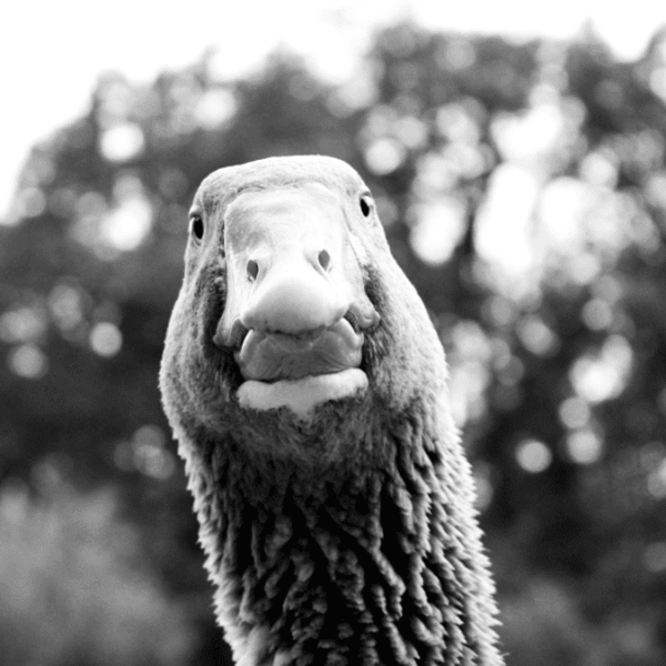 Born With No Feet, Andy The Goose Got&hellip;