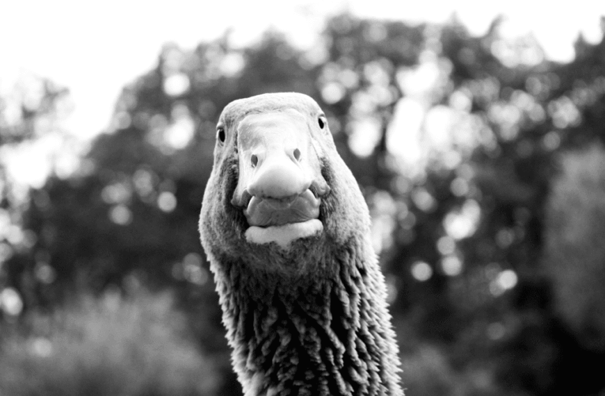 Born With No Feet, Andy The Goose Got Second-Chance Sneakers – But Murder Was Afoot