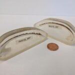 The World’s Oldest Individual Animal Was Born In 1499 CE. In 2006, Humans Accidentally Killed It.