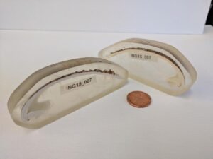 The World’s Oldest Individual Animal Was Born In&hellip;