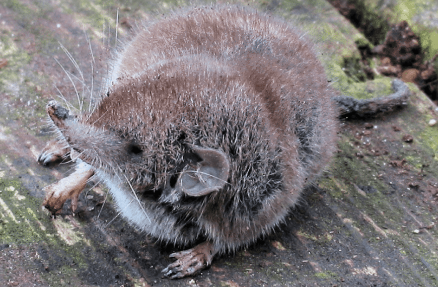 Officially Gone: After 40 Years MIA, Australia’s Only&hellip;