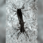 The Only Bugs In Antarctica Are Already Eating Microplastics