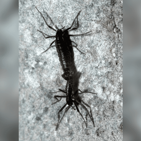 The Only Bugs In Antarctica Are Already Eating&hellip;