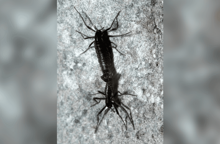 The Only Bugs In Antarctica Are Already Eating&hellip;