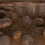 Were Dinosaur Eggs Soft Like A Reptile’s, Or Hard Like A Bird’s?