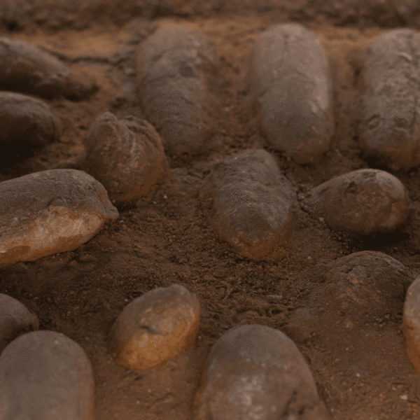 Were Dinosaur Eggs Soft Like A Reptile’s, Or&hellip;