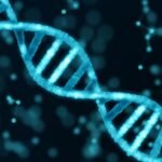 In A Monumental Scientific Effort, The Human Genome Has Been Mapped Across Time And Space In Four Dimensions