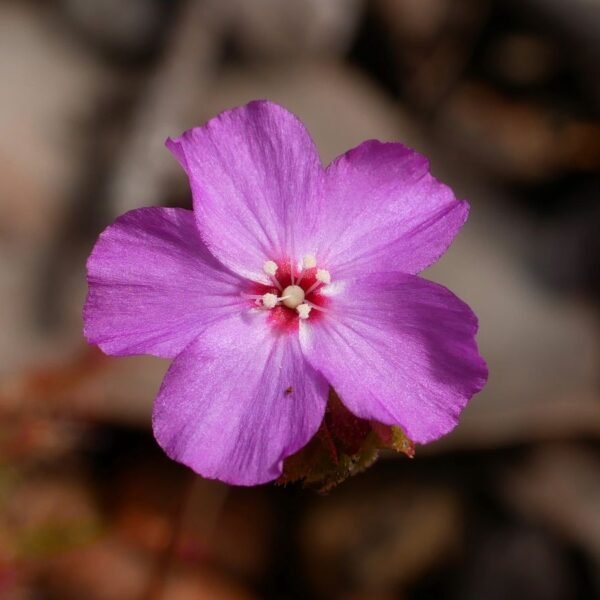 An Extremely Rare And Beautiful “Meat-Eating” Plant Has&hellip;