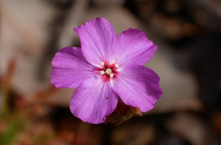 An Extremely Rare And Beautiful “Meat-Eating” Plant Has Been Found Miles From Its Known Home