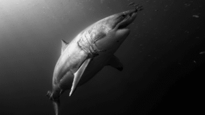 The Ancient Remains Of A 3-Ton Shark Indicate&hellip;
