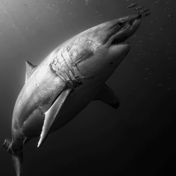 The Ancient Remains Of A 3-Ton Shark Indicate&hellip;