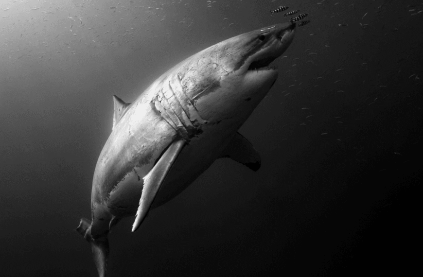 The Ancient Remains Of A 3-Ton Shark Indicate&hellip;