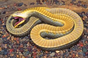These Hognose Snakes Have The Most Dramatic Defense&hellip;