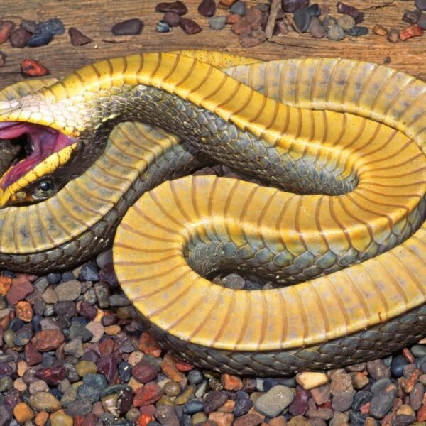 These Hognose Snakes Have The Most Dramatic Defense&hellip;