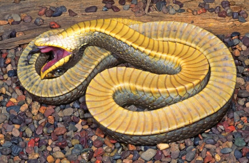 These Hognose Snakes Have The Most Dramatic Defense Technique You’ve Ever Seen