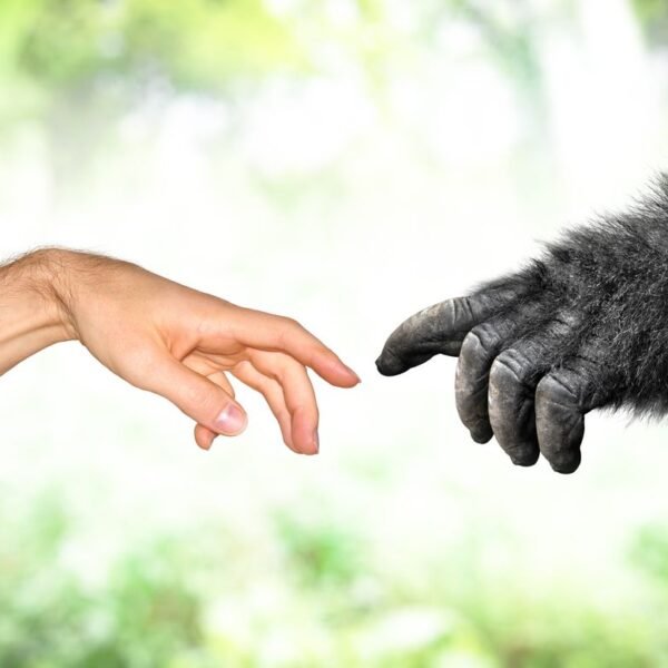 Hominin Vs. Hominid: What’s The Difference?