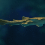 Rare Peek Inside An Egg Sac Reveals An Adorable Developing Leopard Shark