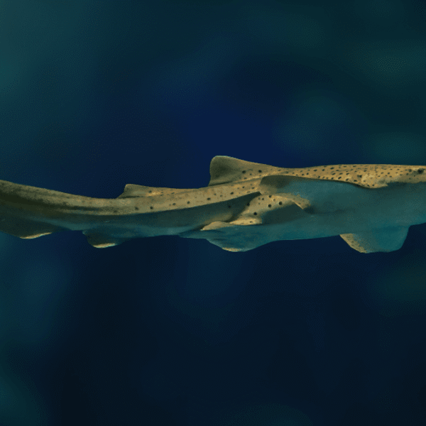 Rare Peek Inside An Egg Sac Reveals An&hellip;