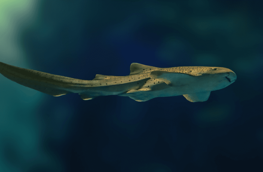 Rare Peek Inside An Egg Sac Reveals An Adorable Developing Leopard Shark