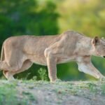 Do Any Animal Species Actively Hunt Humans As Prey?