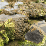 These “Living Rocks” Are Among The Oldest Surviving Life And Are Champion Carbon Dioxide Absorbers