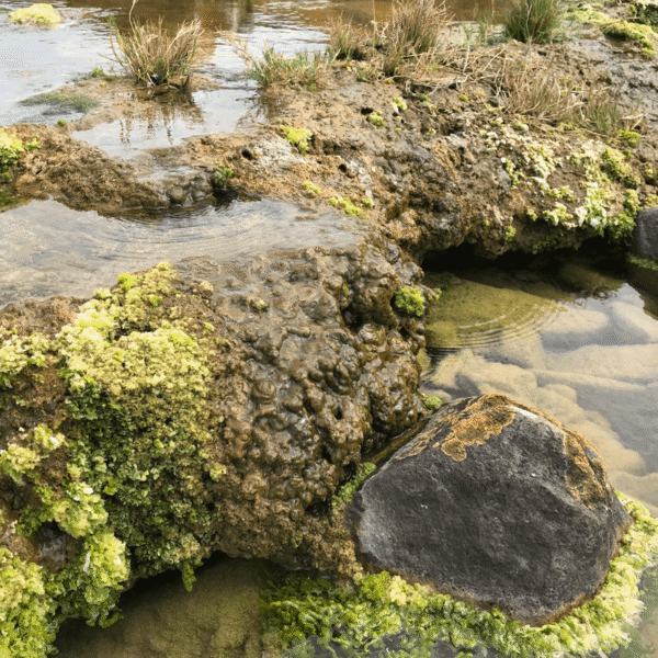 These “Living Rocks” Are Among The Oldest Surviving&hellip;