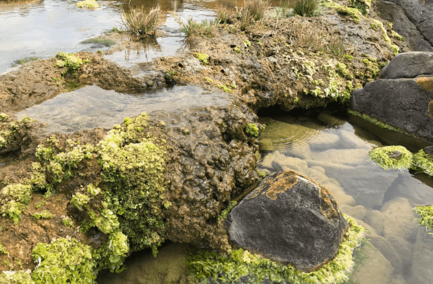 These “Living Rocks” Are Among The Oldest Surviving Life And Are Champion Carbon Dioxide Absorbers