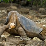 Lonesome George: The Giant Tortoise Who Was The Very Last Of His Kind