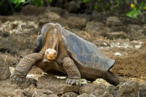 Lonesome George: The Giant Tortoise Who Was The&hellip;