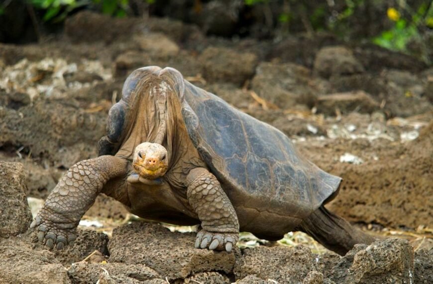 Lonesome George: The Giant Tortoise Who Was The Very Last Of His Kind
