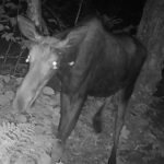 For The First Time, Moths Have Been Captured On Camera Feeding On Moose Tears