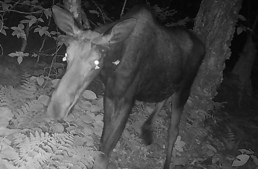 For The First Time, Moths Have Been Captured On Camera Feeding On Moose Tears
