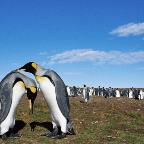 Which Animals Mate For Life?