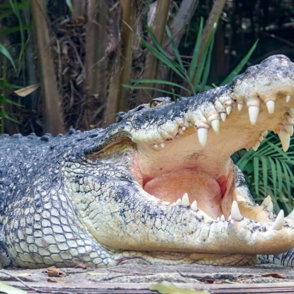 The Animal With The Strongest Bite Chomps Down&hellip;