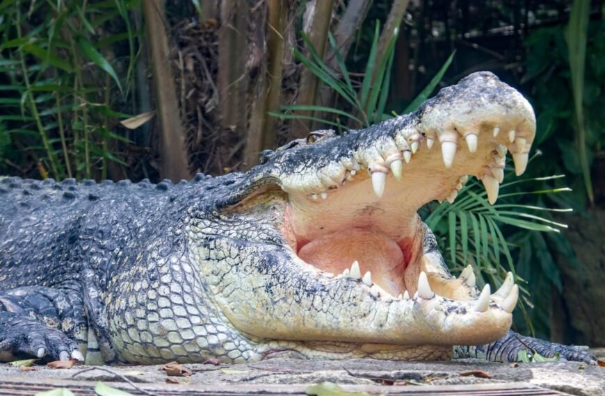 The Animal With The Strongest Bite Chomps Down With A Force Of Over 16,000 Newtons