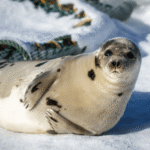 Why Do Seals Slap Their Belly?