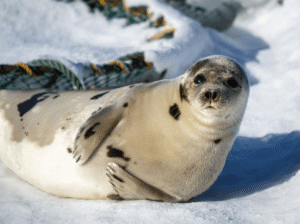 Why Do Seals Slap Their Belly?