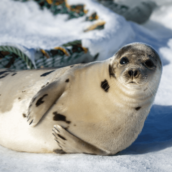 Why Do Seals Slap Their Belly?