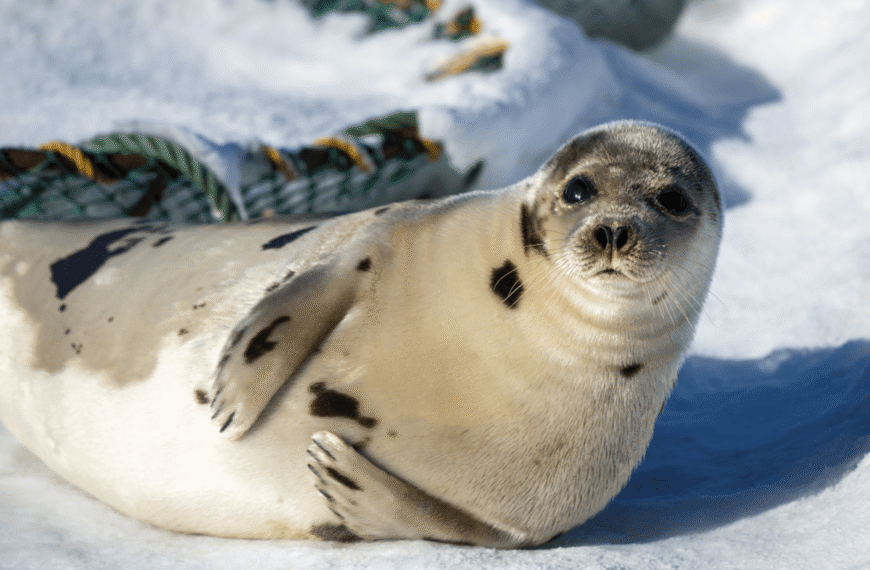 Why Do Seals Slap Their Belly?