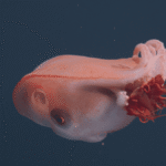 Live Seven-Arm Octopus Spotted In The Deep Sea – Only The Fourth Time It’s Been Seen In 40 Years