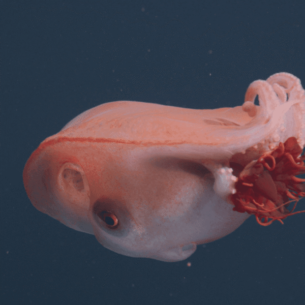 Live Seven-Arm Octopus Spotted In The Deep Sea&hellip;