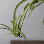 First Evidence For Maternal Care In Plants Reveals Placenta-Like Structure That Sustains Their Offspring