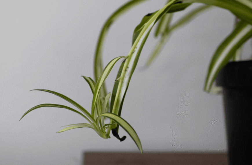 First Evidence For Maternal Care In Plants Reveals Placenta-Like Structure That Sustains Their Offspring