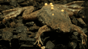 A Common Condition Makes The Surinam Toad Pure&hellip;
