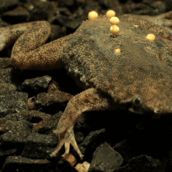 A Common Condition Makes The Surinam Toad Pure&hellip;