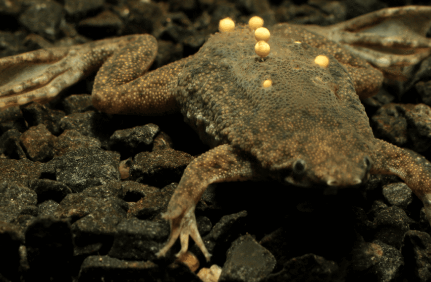 A Common Condition Makes The Surinam Toad Pure&hellip;